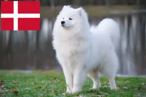 Read more about the article Szamojéd tenyésztők és kölykök Dániában