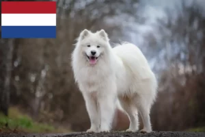 Read more about the article Szamojéd tenyésztők és kölykök Hollandiában