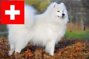 Read more about the article Szamojéd tenyésztők és kölykök Svájcban