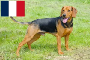 Read more about the article Szerb kopó tenyésztők és kölykök Franciaországban