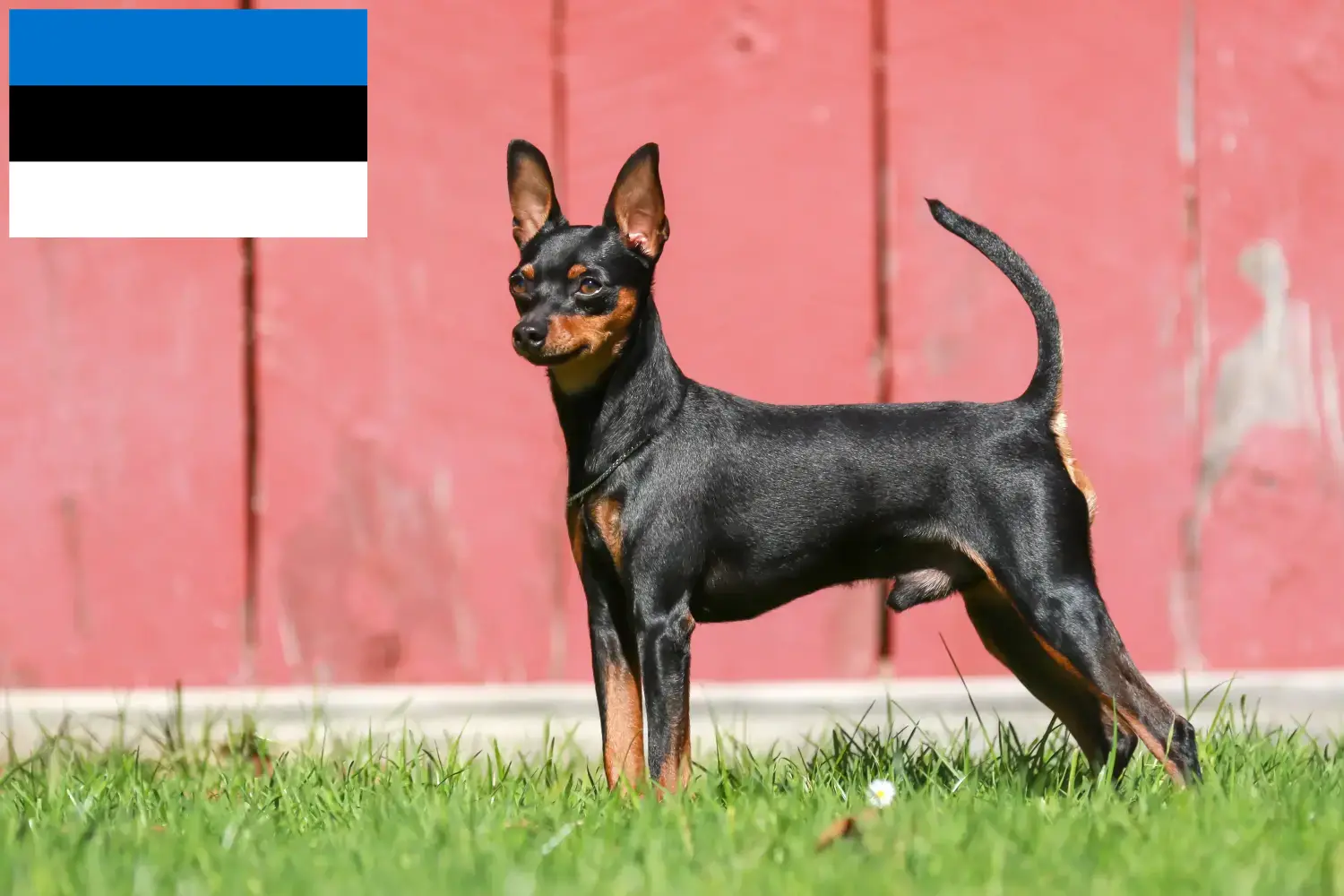 Törpe Pinscher kiskutyák és tenyésztő Észtország Itt találhat miniatűr pinscher tenyésztőket Észtországban.