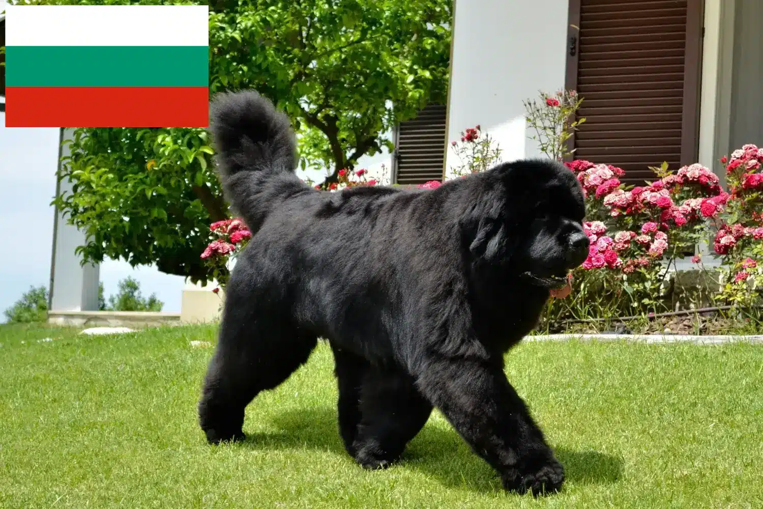 Read more about the article Újfoundlandi tenyésztők és kölykök Bulgáriában