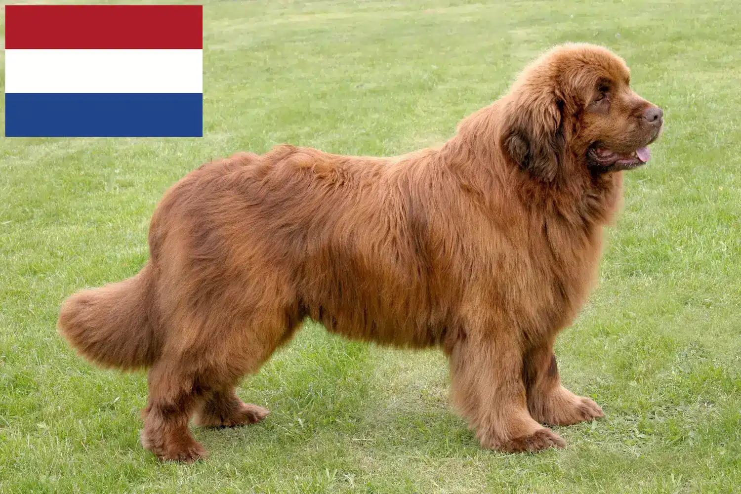 Újfundlandi kölykök és tenyésztők Hollandia Itt találhat újfundlandi tenyésztőket Hollandiában.