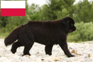 Read more about the article Újfoundlandi tenyésztők és kölykök Lengyelországban