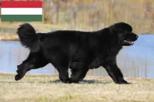 Read more about the article Újfoundlandi tenyésztők és kölykök Magyarországon