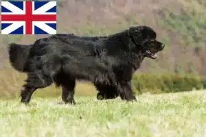 Read more about the article Újfundlandi tenyésztők és kölykök Nagy-Britanniában
