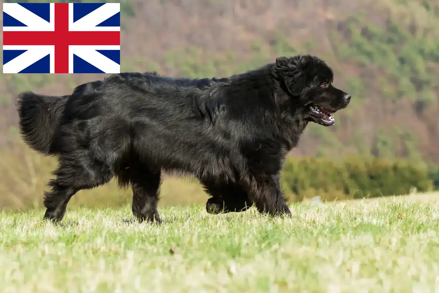 Újfundlandi kiskutyák és tenyésztők Nagy-Britannia Itt találhat újfundlandi tenyésztőket Nagy-Britanniában.