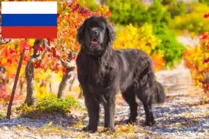 Read more about the article Újfundlandi tenyésztők és kölykök Oroszországban