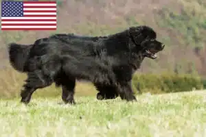 Read more about the article Újfundlandi tenyésztők és kölykök az USA-ban