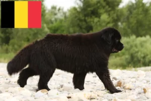 Read more about the article Újfoundlandi tenyésztők és kölykök Belgiumban