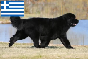 Read more about the article Újfoundlandi tenyésztők és kölykök Görögországban