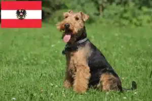 Read more about the article Welsh terrier tenyésztők és kölykök Ausztriában