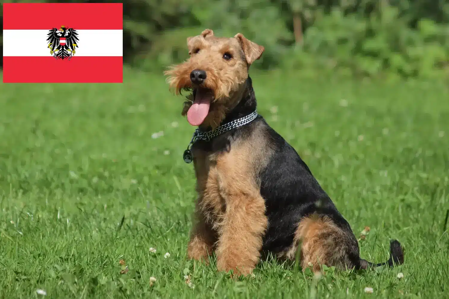 Welsh terrier kölykök és tenyésztők Ausztria Itt megtalálhatja a welsh terrier tenyésztőket Ausztriában.