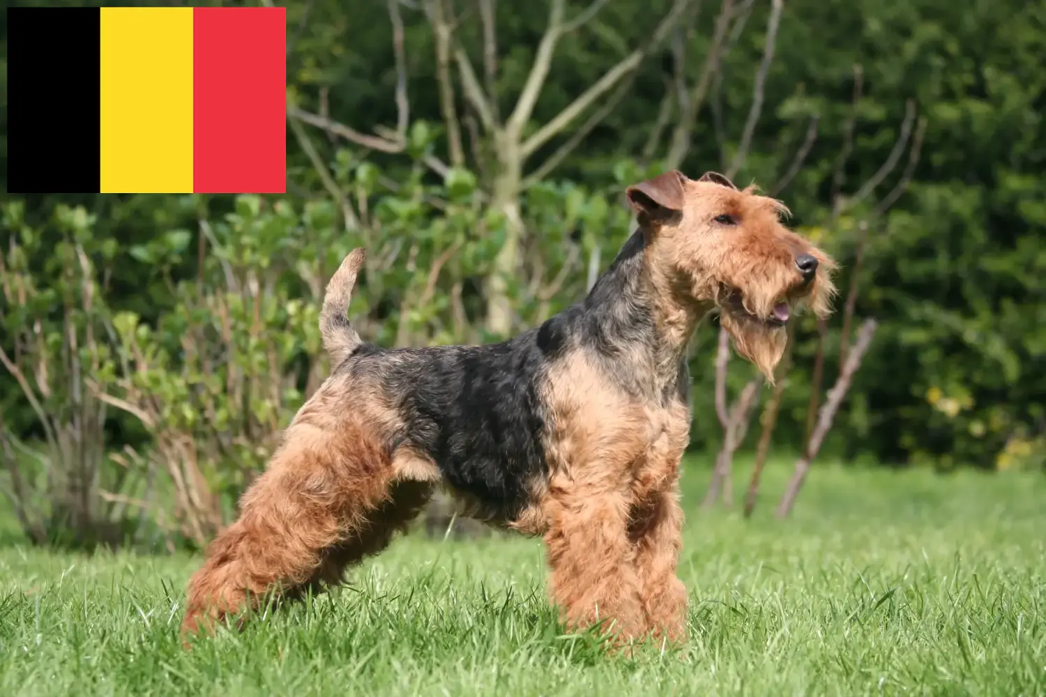 Welsh terrier kölykök és tenyésztők Belgium Keress welsh terrier tenyésztőket Belgiumban.