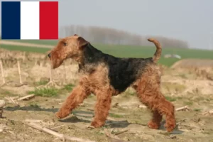 Read more about the article Welsh terrier tenyésztők és kiskutyák Franciaországban