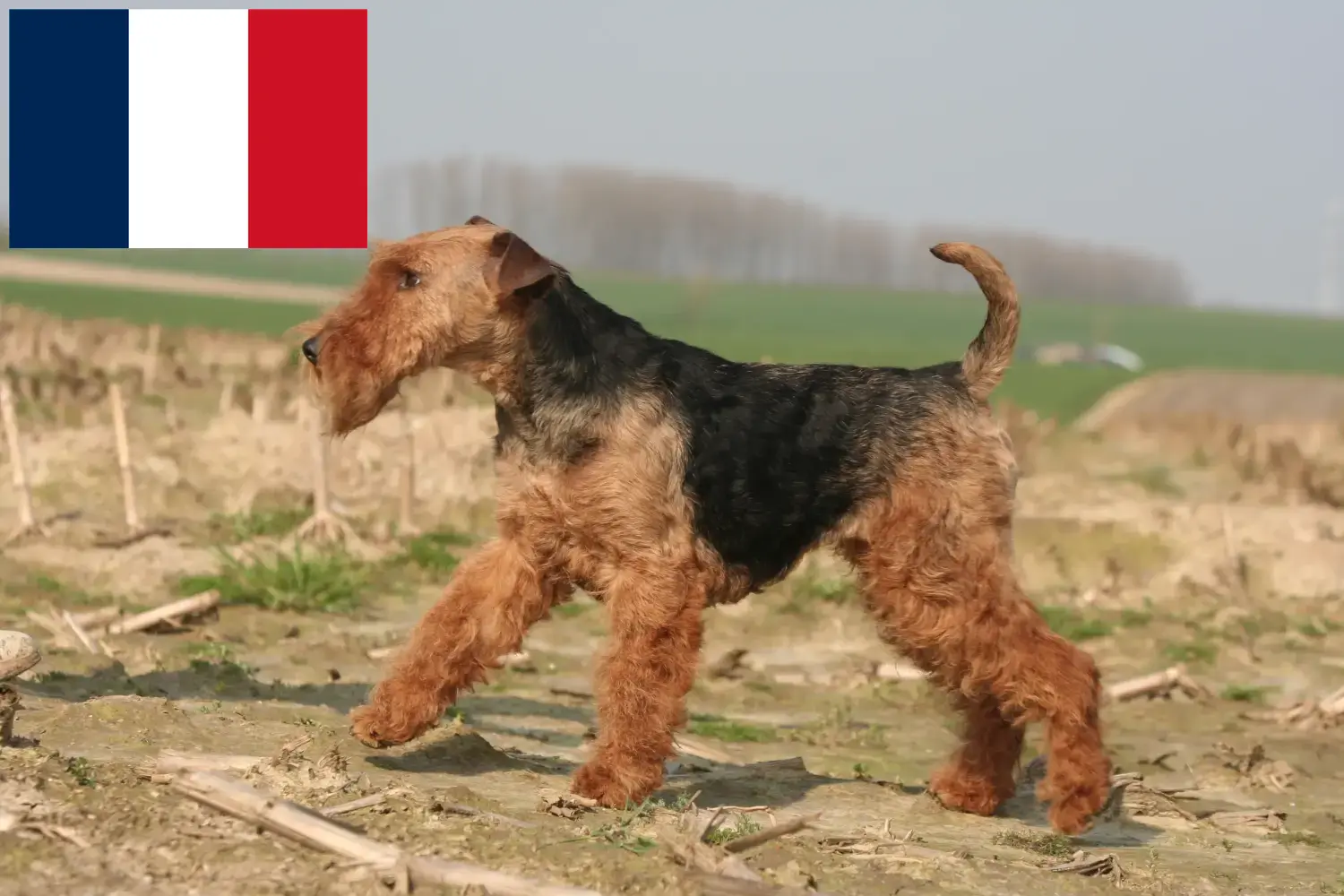 Welsh Terrier kölykök és tenyésztők Franciaország Franciaországi welsh terrier tenyésztőket itt találsz.
