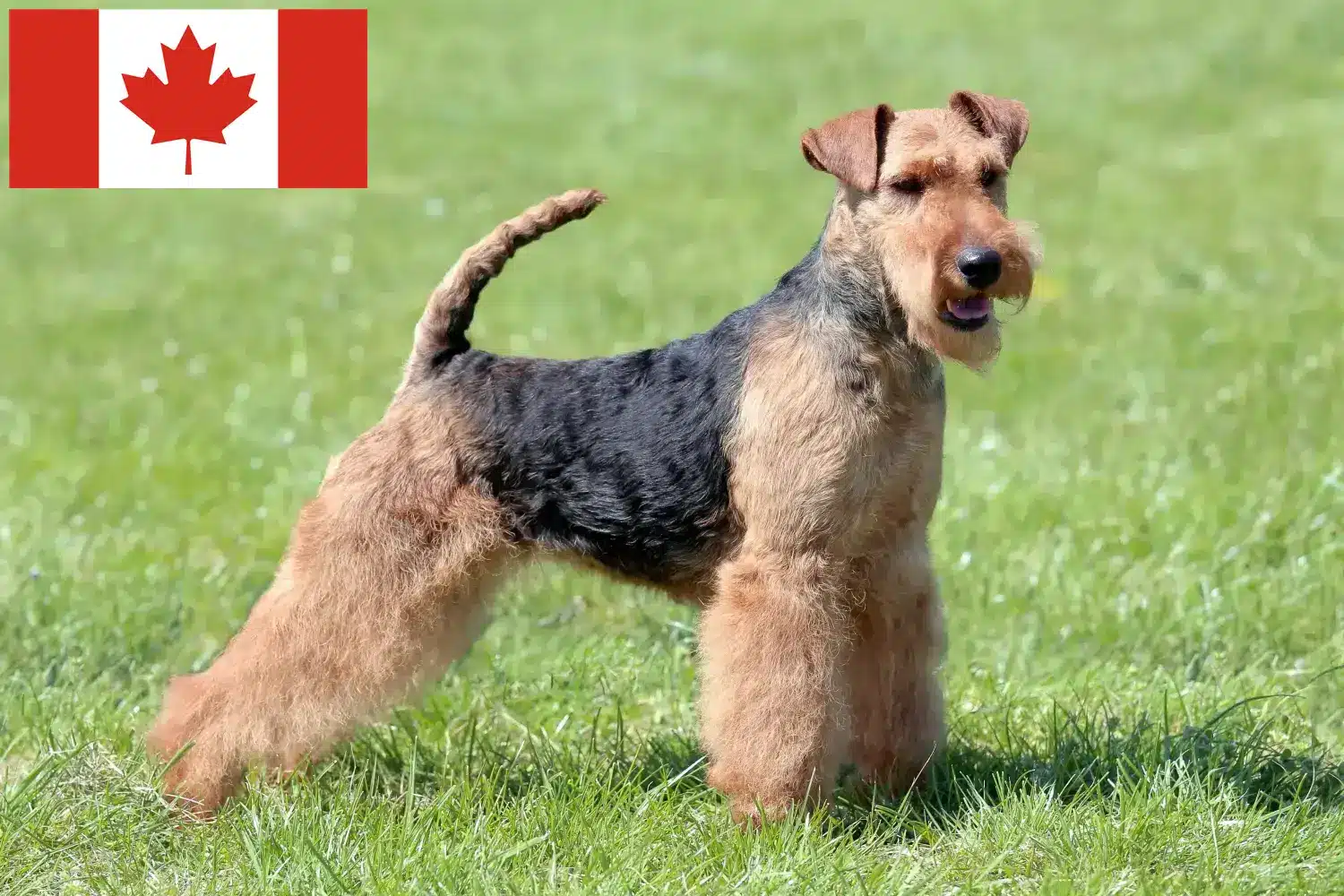 Welsh Terrier kiskutyák és tenyésztők Kanada Keress welsh terrier tenyésztőket Kanada területén.
