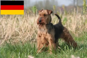 Read more about the article Welsh terrier tenyésztők és kiskutyák Németországban