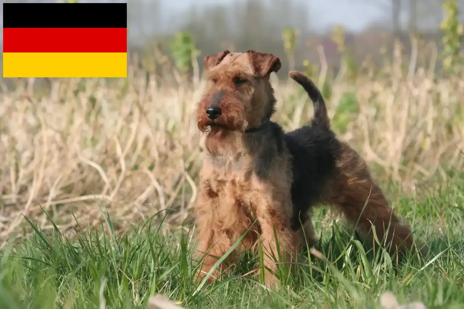 Welsh Terrier kölykök és tenyésztők Németország Itt talál welsh terrier tenyésztőket Németországban.