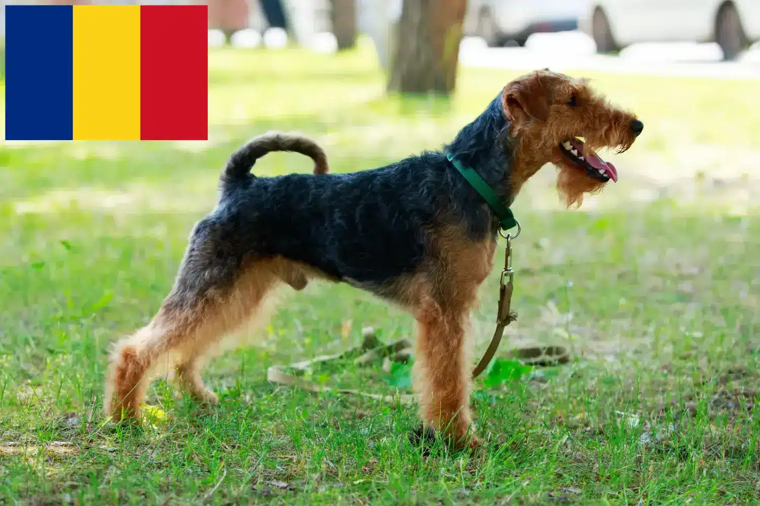 Welsh terrier kölykök és tenyésztők Románia Keress welsh terrier tenyésztőket Románia területén.