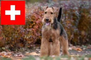 Read more about the article Welsh terrier tenyésztők és kölykök Svájcban