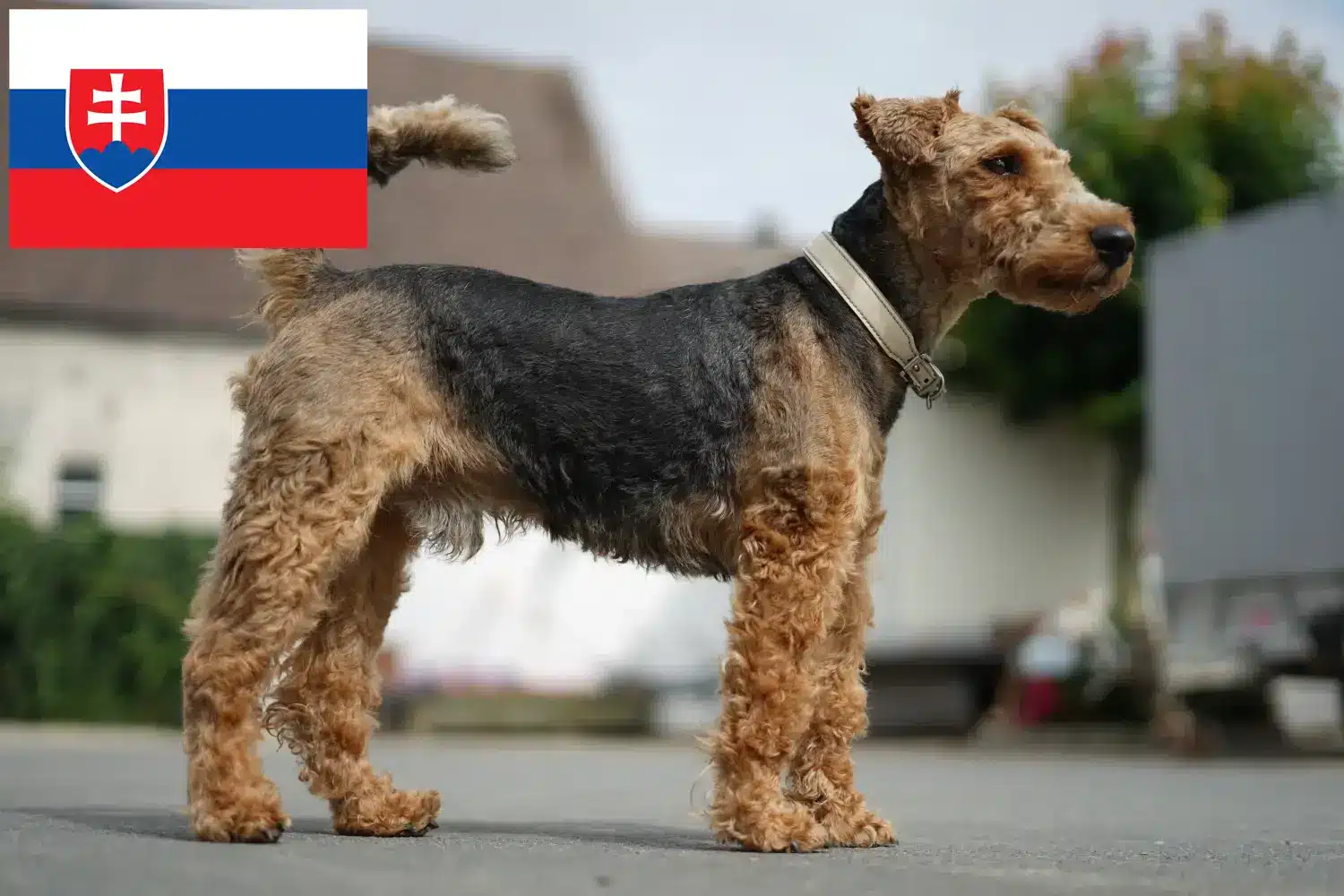 Welsh terrier kölykök és tenyésztők Szlovákia Szlovákiai welsh terrier tenyésztőket itt találsz.
