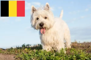 Read more about the article Westie tenyésztők és kiskutyák Belgiumban