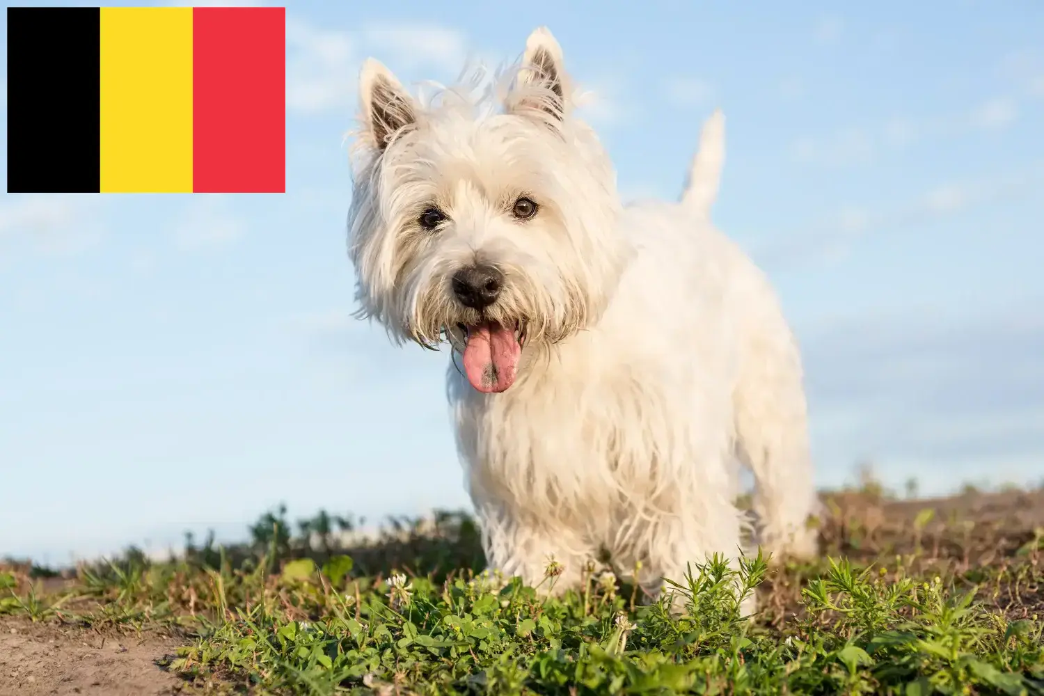 Westie kiskutyák és tenyésztők Belgium Westie tenyésztőket Belgiumban itt találsz.