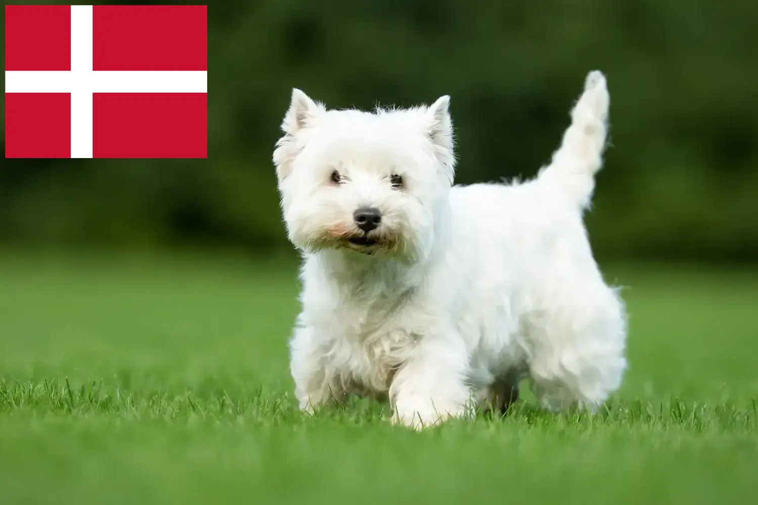 Westie kiskutyák és tenyésztők Dánia Itt megtalálja a dániai Westie tenyésztőket.