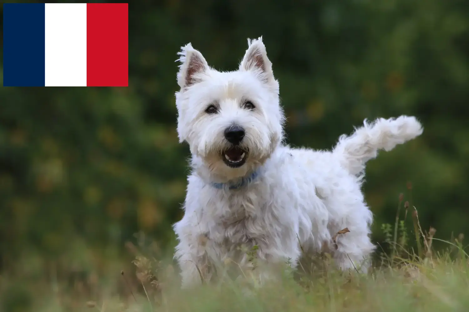 Westie kiskutyák és tenyésztők Franciaország Itt találhat Westie tenyésztőket Franciaországban.