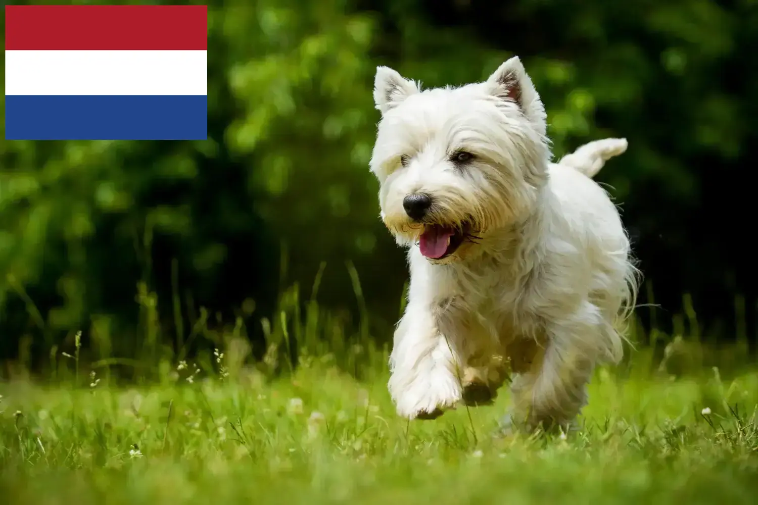 Westie kiskutyák és tenyésztők Hollandia Itt találhat Westie tenyésztőket Hollandiában.