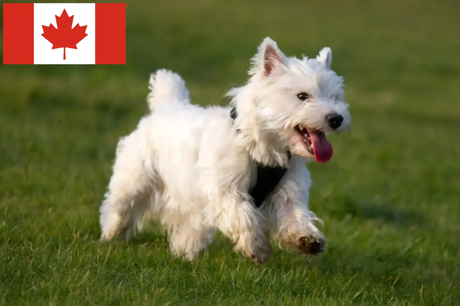 Westie kiskutyák és tenyésztők Kanada Westie tenyésztők Kanadában itt találhatók.