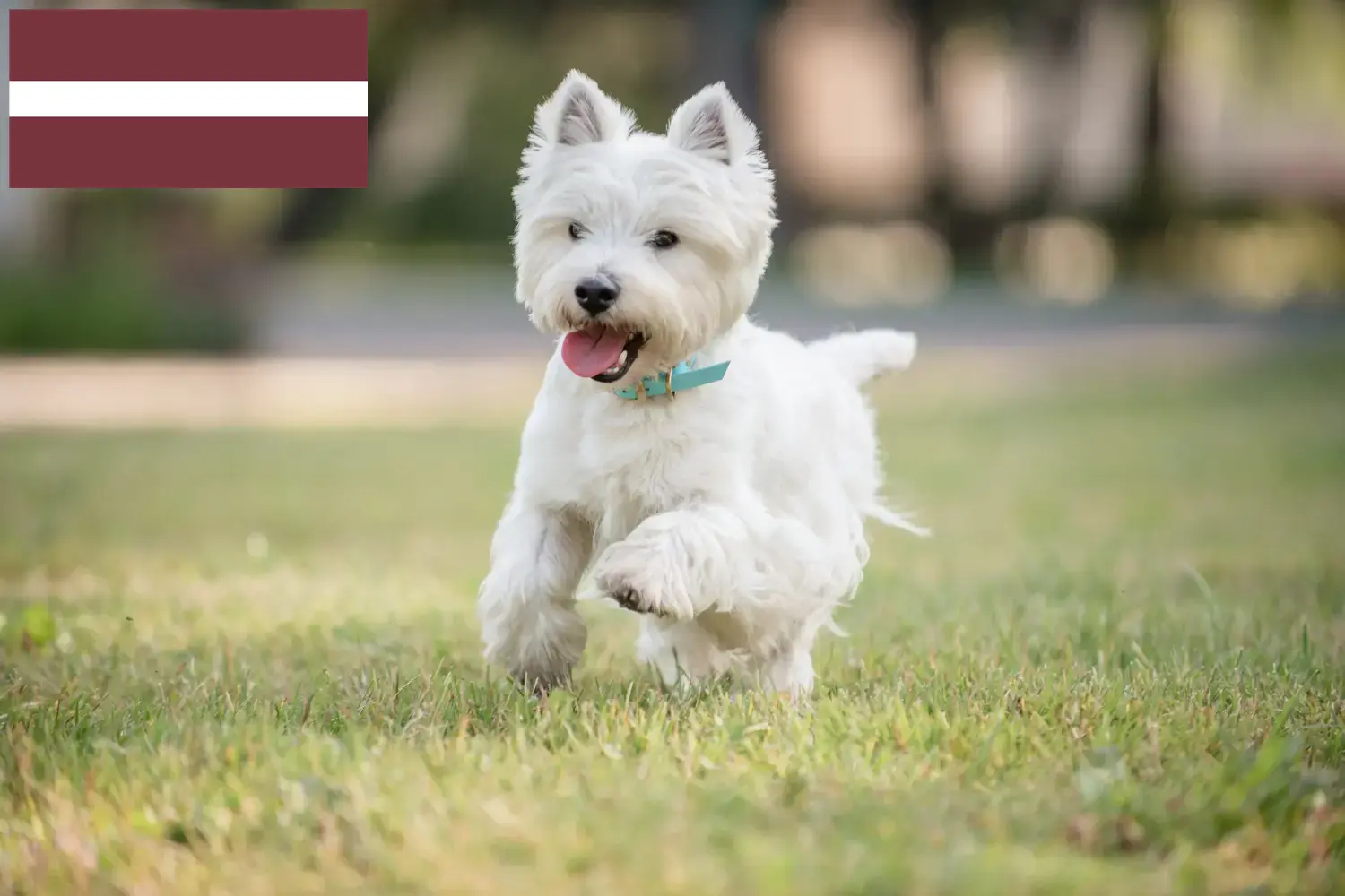 Westie kiskutyák és tenyésztők Lettország Itt találhat Westie tenyésztőket Lettországban.