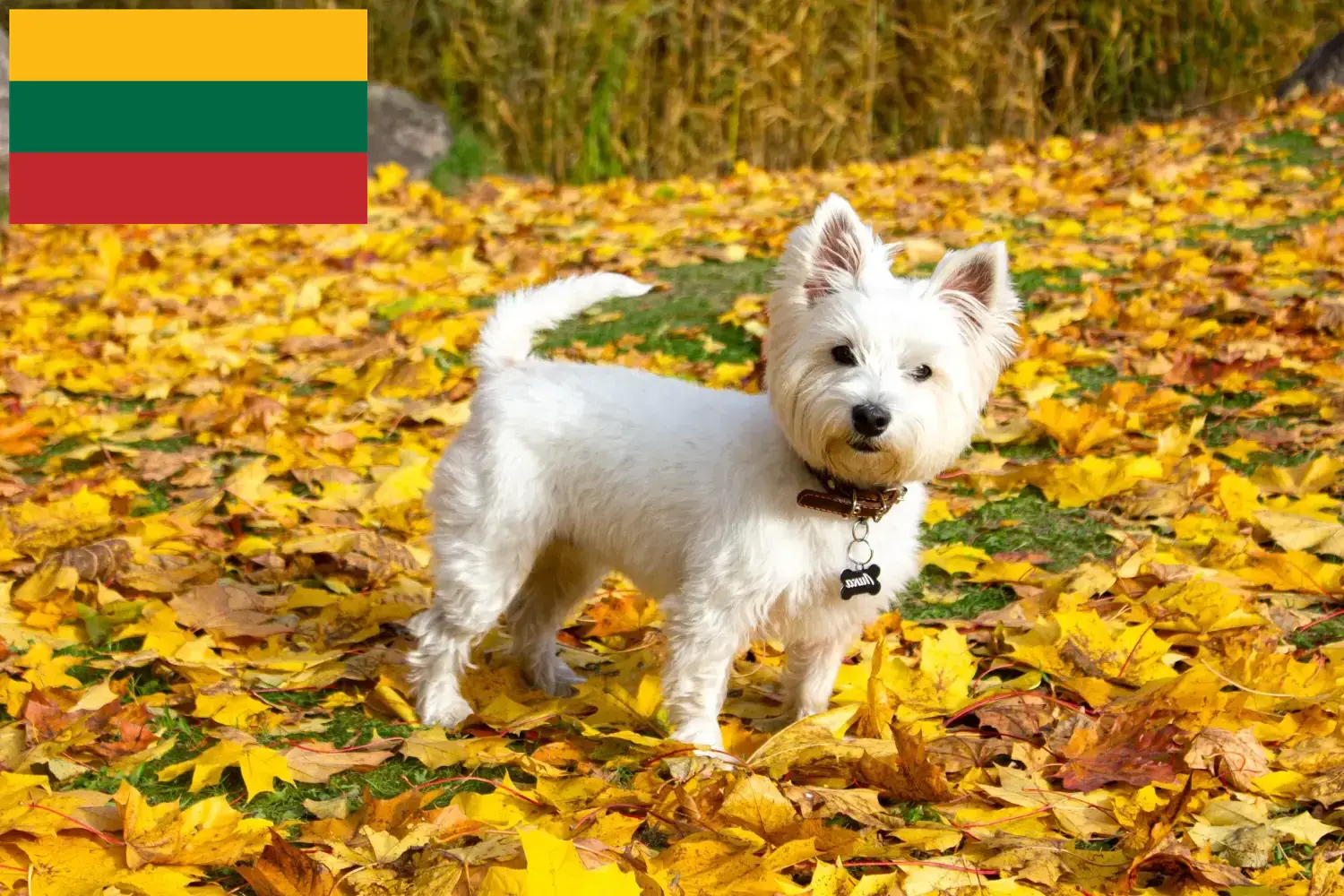 Westie kiskutyák és tenyésztők Litvánia Westie tenyésztőket Litvániában itt találsz.