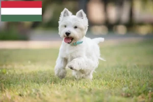 Read more about the article Westie tenyésztők és kiskutyák Magyarországon
