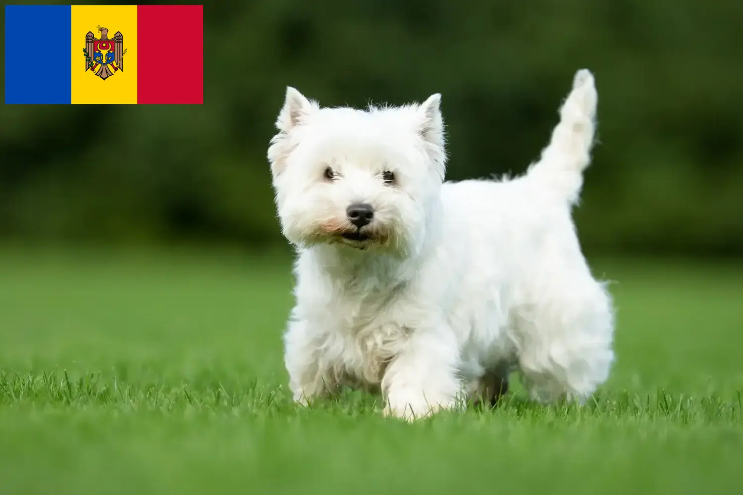 Westie kölyökkutyák és tenyésztők Moldova Köztársaság Itt találhat Westie tenyésztőket Moldova Köztársaság területén.