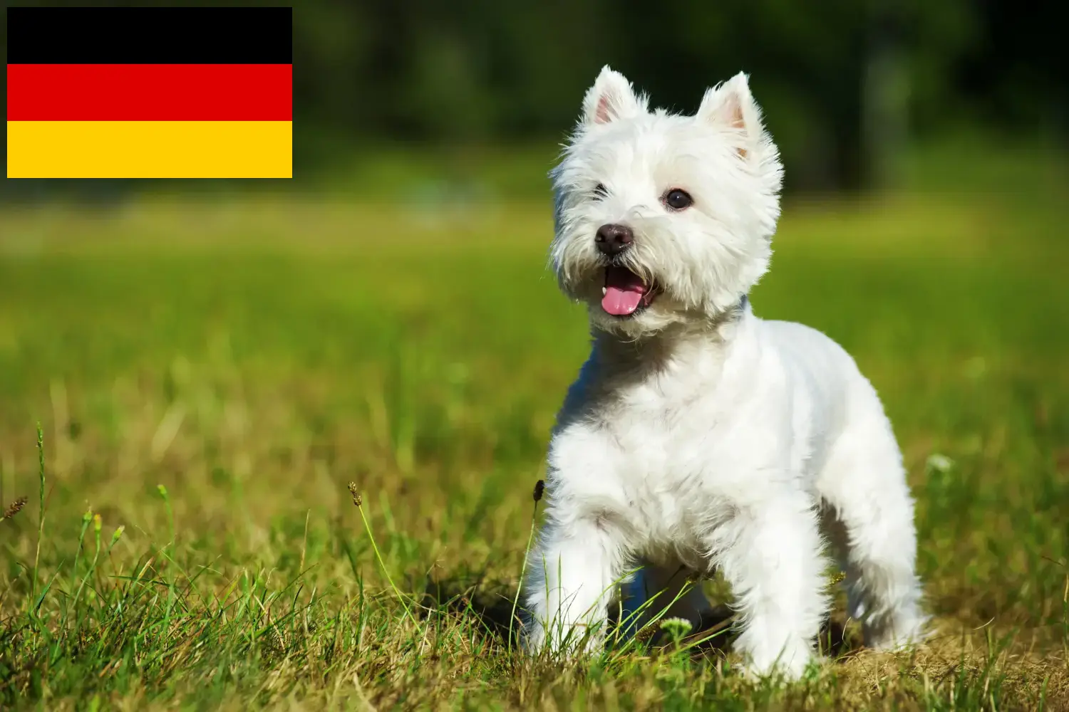 Westie kiskutyák és tenyésztők Németország Itt találhat Westie tenyésztőket Németországban.