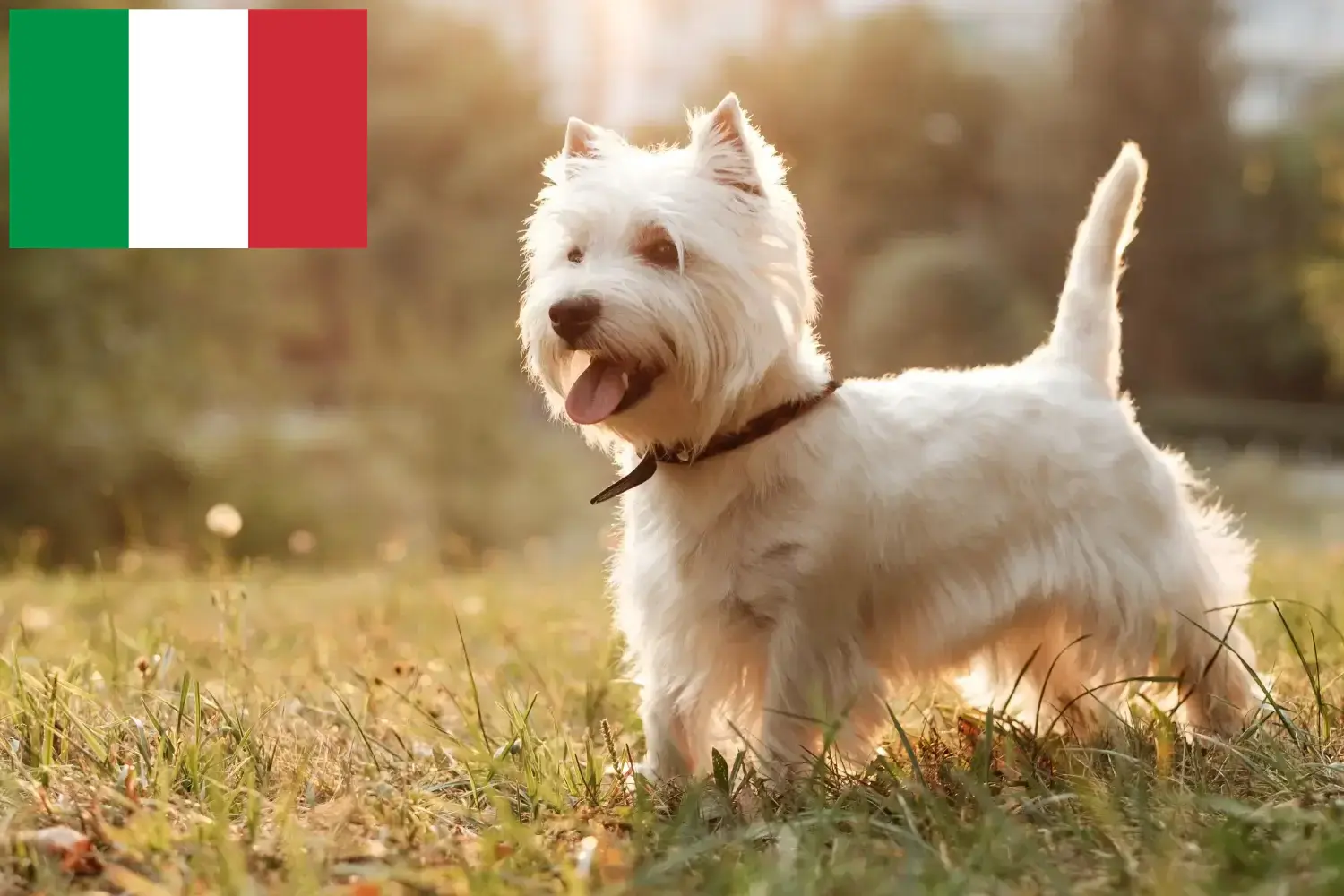 Westie kiskutyák és tenyésztők Olaszországban Itt találhat Westie tenyésztőket Olaszországban.