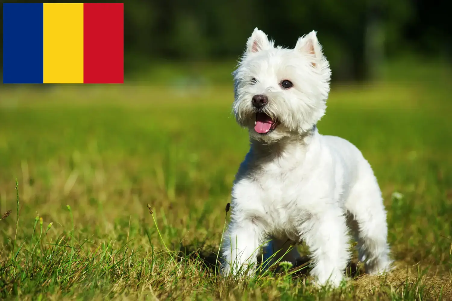 Westie kiskutyák és tenyésztők Románia Itt találhat Westie tenyésztőket Romániában.