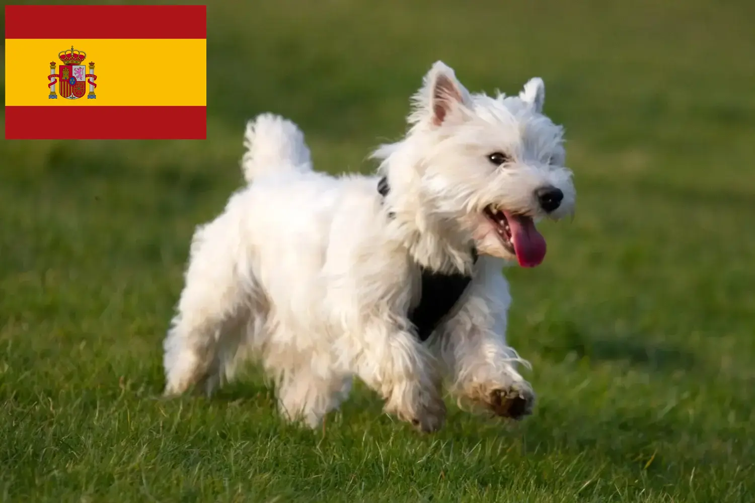 Westie kiskutyák és tenyésztők Spanyolország Itt megtalálhatja a spanyolországi Westie tenyésztőket.