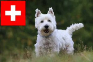 Read more about the article Westie tenyésztők és kölykök Svájcban