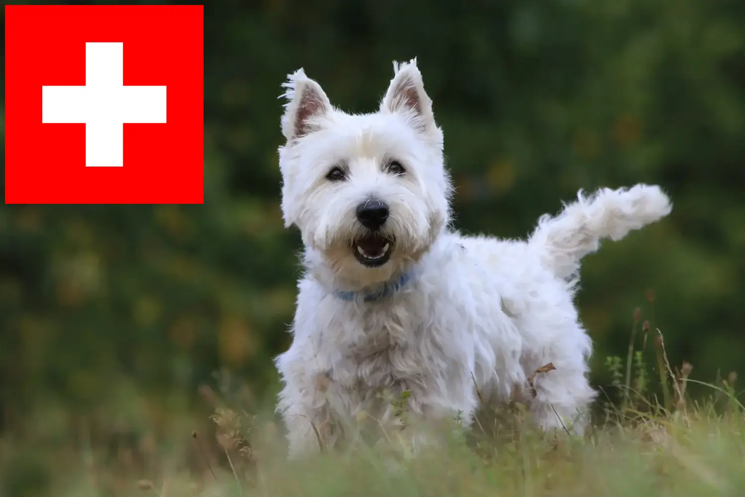 Westie kölykök és tenyésztők Svájcban Itt találhat Westie tenyésztőket Svájcban.