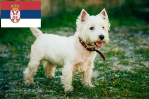 Read more about the article Westie tenyésztők és kiskutyák Szerbiában