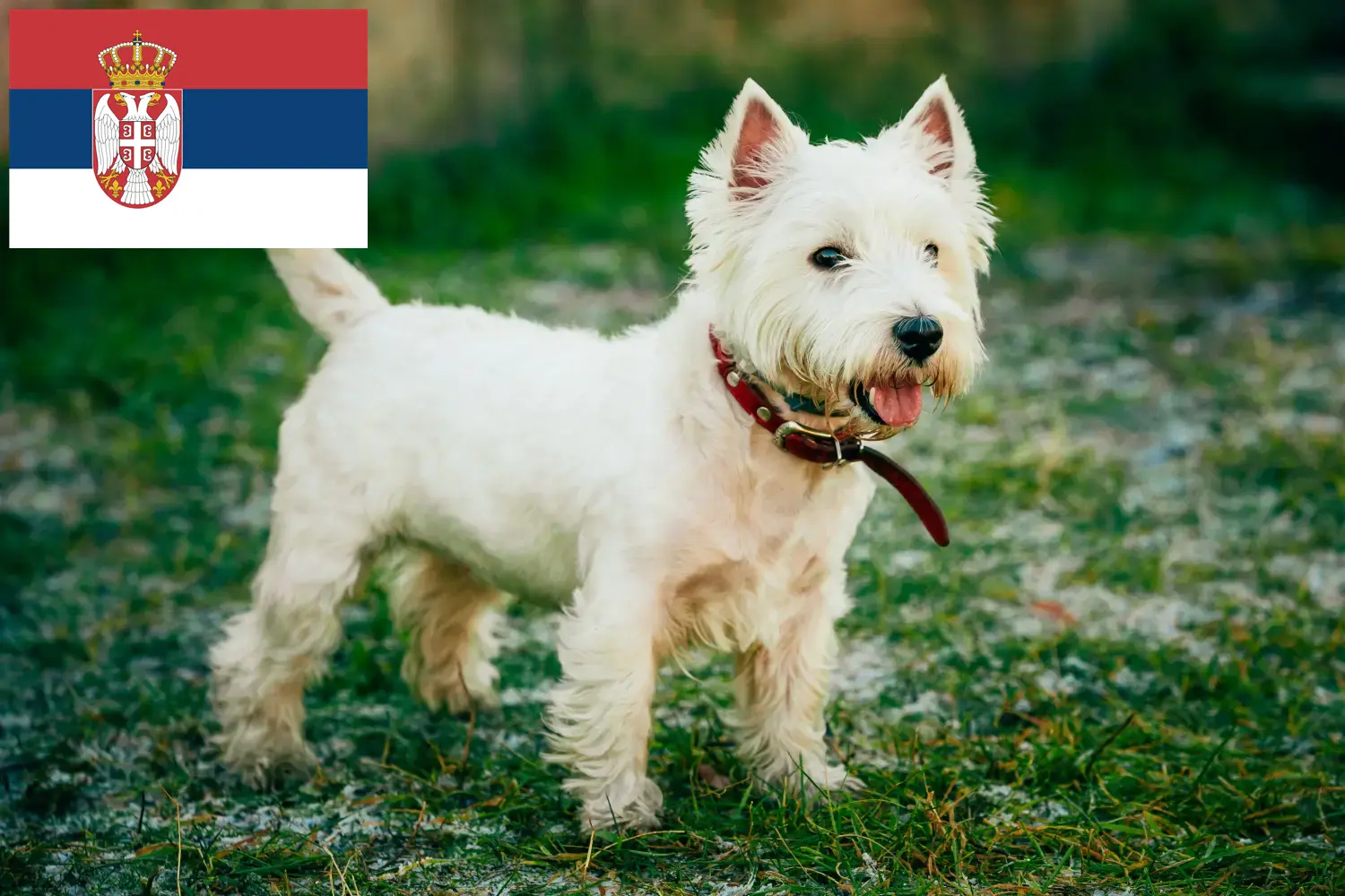 Westie kiskutyák és tenyésztők Szerbia Itt találhat Westie tenyésztőket Szerbiában.