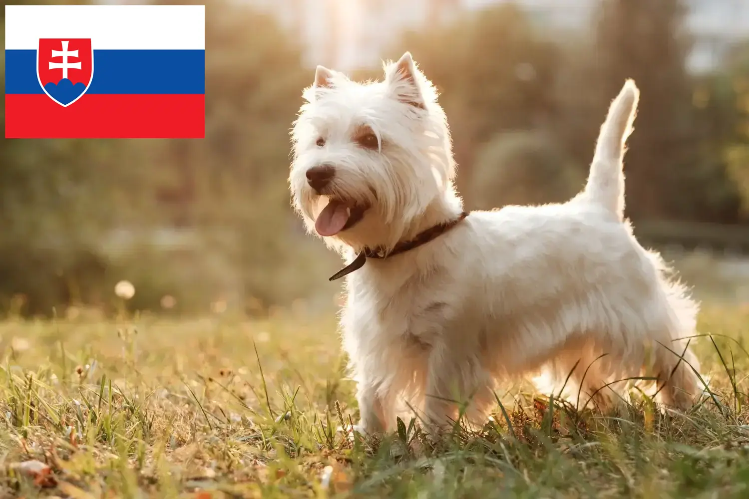 Westie kiskutyák és tenyésztők Szlovákia Itt találhat Westie tenyésztőket Szlovákiában.