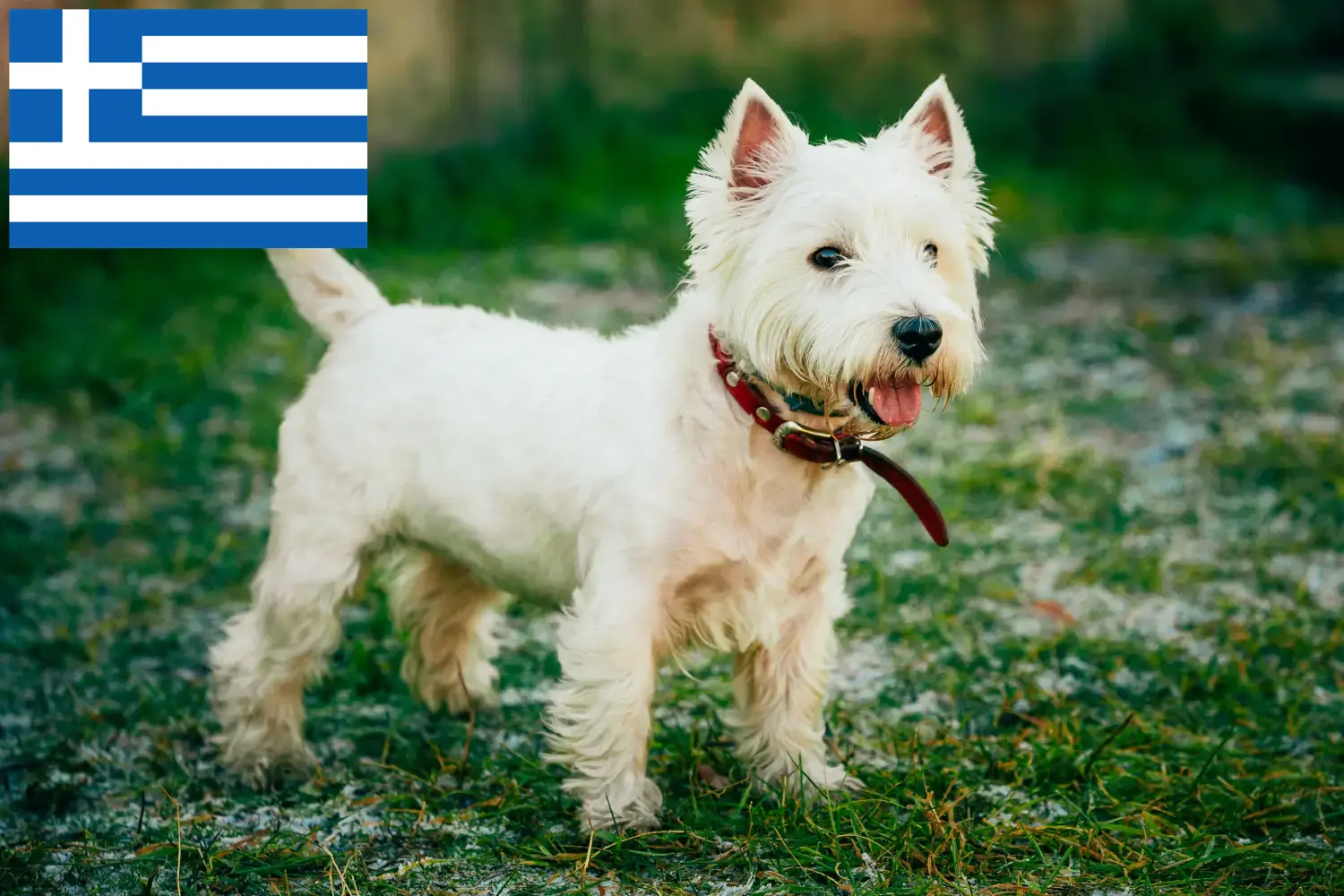 Westie kölykök és tenyésztők Görögország Itt találhat Westie tenyésztőket Görögországban.