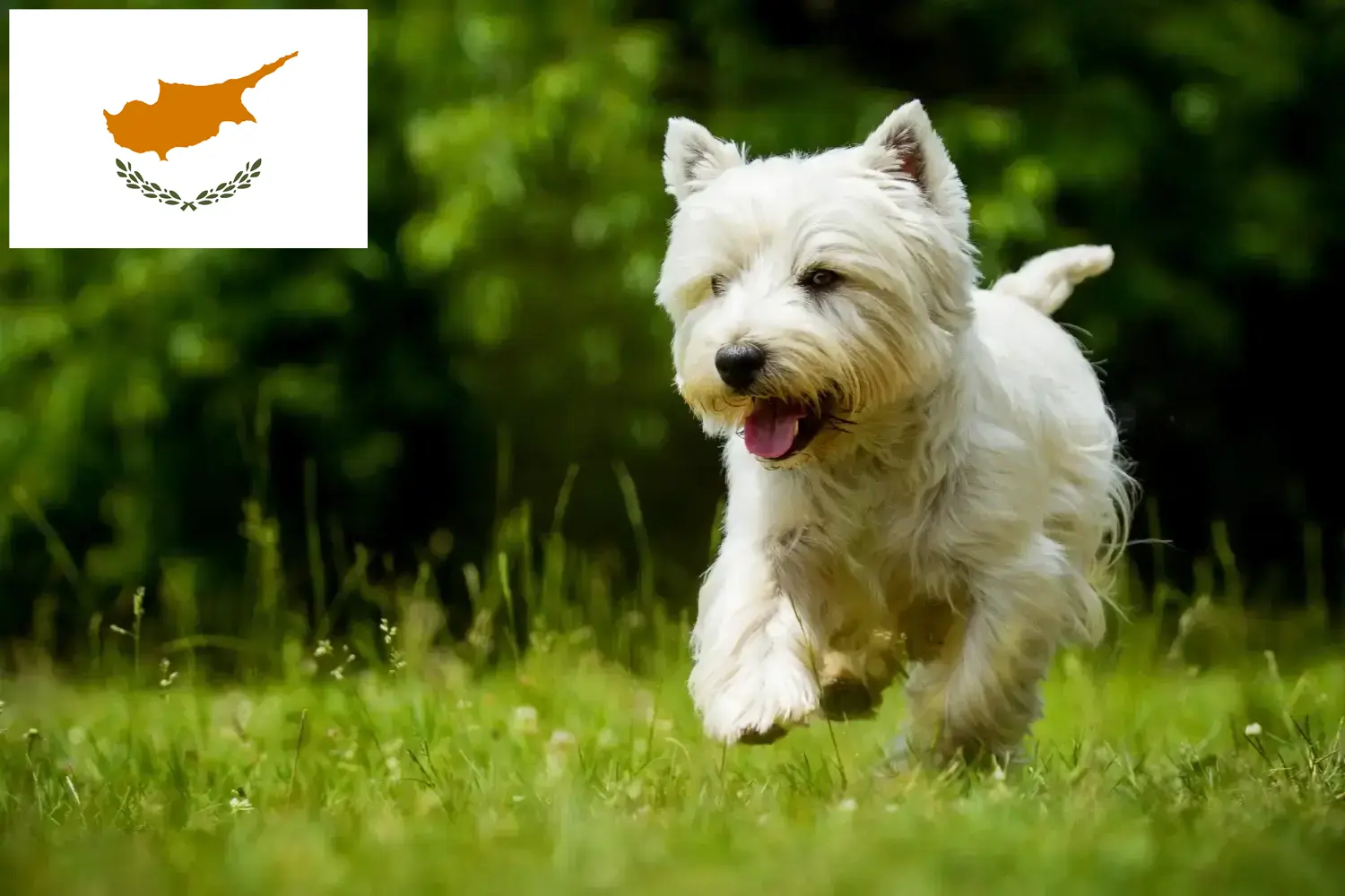 Westie kiskutyák és tenyésztők Ciprusi Köztársaság Itt találhat Westie tenyésztőket Cipruson.