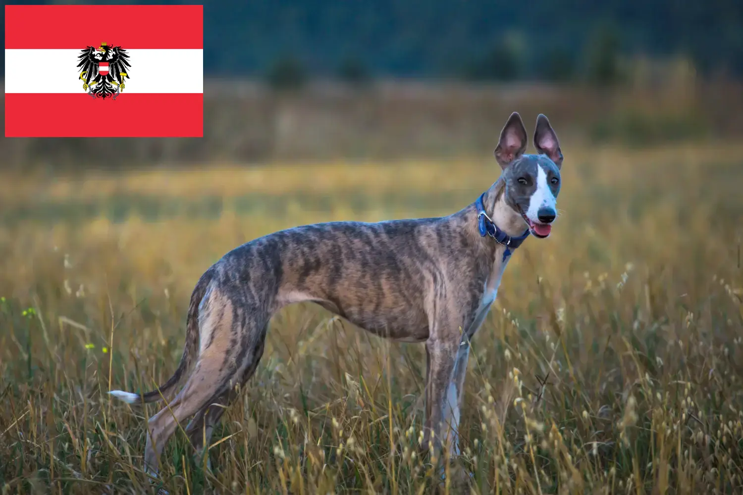 Whippet kölykök és tenyésztők Ausztria Itt megtalálhatja a Whippet tenyésztőket Ausztriában.