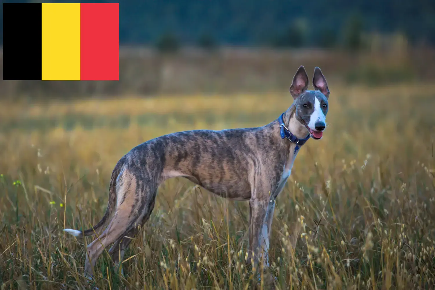 Whippet kiskutyák és tenyésztők Belgium Keress Whippet tenyésztőket Belgiumban.