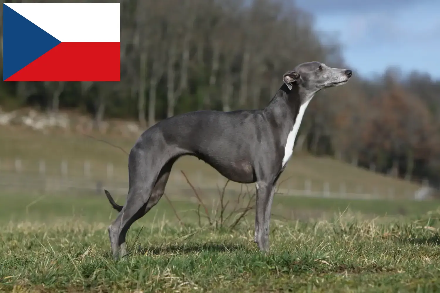 Whippet kiskutyák és tenyésztők Csehország Keress Whippet tenyésztőket Csehországban.